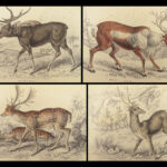 1835 DEER Elk Moose Camels Llamas Giraffe Illustrated Animals Jardine Naturalist