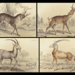 1835 DEER Elk Moose Camels Llamas Giraffe Illustrated Animals Jardine Naturalist