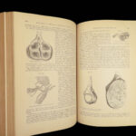 1882 GROSS Anatomy & Surgery System Medicine Pathology Therapy Engraving 2v Set