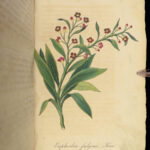 1839 BEAUTIFUL Botanical ART German Gardening Color Illustrated FLOWERS Plants