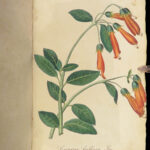 1839 BEAUTIFUL Botanical ART German Gardening Color Illustrated FLOWERS Plants