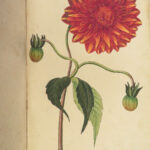 1839 BEAUTIFUL Botanical ART German Gardening Color Illustrated FLOWERS Plants