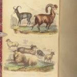 1870 Domesticated Animals Mudie Farm Dogs Cats Horses Poultry Chickens Pets