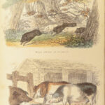 1870 Domesticated Animals Mudie Farm Dogs Cats Horses Poultry Chickens Pets