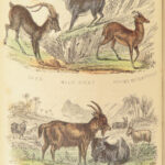 1870 Domesticated Animals Mudie Farm Dogs Cats Horses Poultry Chickens Pets