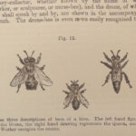 1866 BEES Illustrated Bee Hives Honeybees Beekeeping JG Wood Apiology Melittology