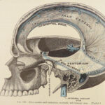 1913 GRAY’S ANATOMY Human Surgery Post Osler Illustrated Physician Medicine Gray