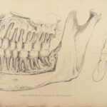 1831 DENTIST Medical Anatomy TEETH Dental + Physiology Pathology EARS Otology