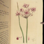 1800 English Botany James Sowerby Color Illustrated Flowers British Plants RARE