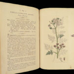 1800 English Botany James Sowerby Color Illustrated Flowers British Plants RARE