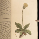 1795 English Botany James Sowerby Color Illustrated Flowers Plant RARE Botanical