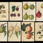 1851 New York 1ed Agriculture FARMING Fruits & Vegetables Illustrated Apples