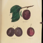 1851 New York 1ed Agriculture FARMING Fruits & Vegetables Illustrated Apples