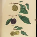 1851 New York 1ed Agriculture FARMING Fruits & Vegetables Illustrated Apples