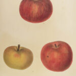 1851 New York 1ed Agriculture FARMING Fruits & Vegetables Illustrated Apples