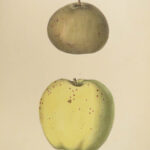 1851 New York 1ed Agriculture FARMING Fruits & Vegetables Illustrated Apples