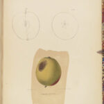 1851 New York 1ed Agriculture FARMING Fruits & Vegetables Illustrated Apples