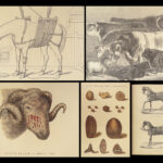 1880 EQUESTRIAN Modern Farriery Miles Veterinary Medicine Cattle ART Cows HORSES