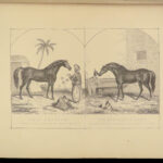 1880 EQUESTRIAN Modern Farriery Miles Veterinary Medicine Cattle ART Cows HORSES