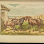 1880 EQUESTRIAN Modern Farriery Miles Veterinary Medicine Cattle ART Cows HORSES