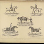 1880 EQUESTRIAN Modern Farriery Miles Veterinary Medicine Cattle ART Cows HORSES