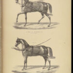 1880 EQUESTRIAN Modern Farriery Miles Veterinary Medicine Cattle ART Cows HORSES