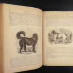 1871 Natural History ANIMALS Darwin Huxley Illustrated 2v SET Goodrich & Johnson