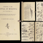 1875 FOSSILS Mollusca Sea Shells Zoology Manual Marine Squid Mollusk Illustrated