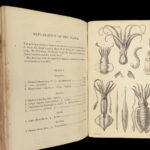 1875 FOSSILS Mollusca Sea Shells Zoology Manual Marine Squid Mollusk Illustrated