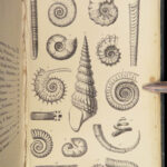 1875 FOSSILS Mollusca Sea Shells Zoology Manual Marine Squid Mollusk Illustrated