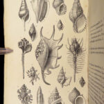 1875 FOSSILS Mollusca Sea Shells Zoology Manual Marine Squid Mollusk Illustrated