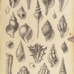 1875 FOSSILS Mollusca Sea Shells Zoology Manual Marine Squid Mollusk Illustrated