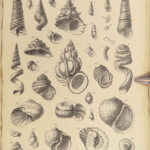 1875 FOSSILS Mollusca Sea Shells Zoology Manual Marine Squid Mollusk Illustrated