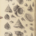 1875 FOSSILS Mollusca Sea Shells Zoology Manual Marine Squid Mollusk Illustrated