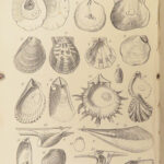 1875 FOSSILS Mollusca Sea Shells Zoology Manual Marine Squid Mollusk Illustrated