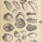 1875 FOSSILS Mollusca Sea Shells Zoology Manual Marine Squid Mollusk Illustrated