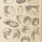 1875 FOSSILS Mollusca Sea Shells Zoology Manual Marine Squid Mollusk Illustrated