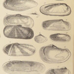 1875 FOSSILS Mollusca Sea Shells Zoology Manual Marine Squid Mollusk Illustrated