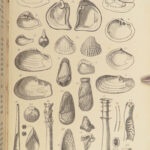 1875 FOSSILS Mollusca Sea Shells Zoology Manual Marine Squid Mollusk Illustrated