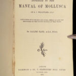 1875 FOSSILS Mollusca Sea Shells Zoology Manual Marine Squid Mollusk Illustrated