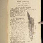 1875 FOSSILS Mollusca Sea Shells Zoology Manual Marine Squid Mollusk Illustrated