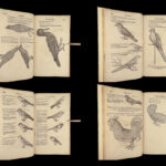 1555 FAMED Gessner BIRDS 200+ Woodcuts DUCK Quail Ornithology Zoology RARE Avium