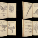 1555 FAMED Gessner BIRDS 200+ Woodcuts DUCK Quail Ornithology Zoology RARE Avium