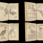 1555 FAMED Gessner BIRDS 200+ Woodcuts DUCK Quail Ornithology Zoology RARE Avium