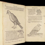 1555 FAMED Gessner BIRDS 200+ Woodcuts DUCK Quail Ornithology Zoology RARE Avium