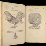 1555 FAMED Gessner BIRDS 200+ Woodcuts DUCK Quail Ornithology Zoology RARE Avium