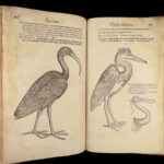 1555 FAMED Gessner BIRDS 200+ Woodcuts DUCK Quail Ornithology Zoology RARE Avium