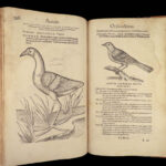 1555 FAMED Gessner BIRDS 200+ Woodcuts DUCK Quail Ornithology Zoology RARE Avium