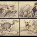 1839 DOGS & Wolves 1ed Huskies Hyenas FOX Jardine Naturalist Illustrated Canines