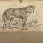 1839 DOGS & Wolves 1ed Huskies Hyenas FOX Jardine Naturalist Illustrated Canines